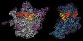 70S Ribosome