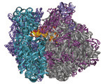 70S Ribosome