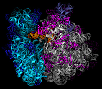 70S Ribosome