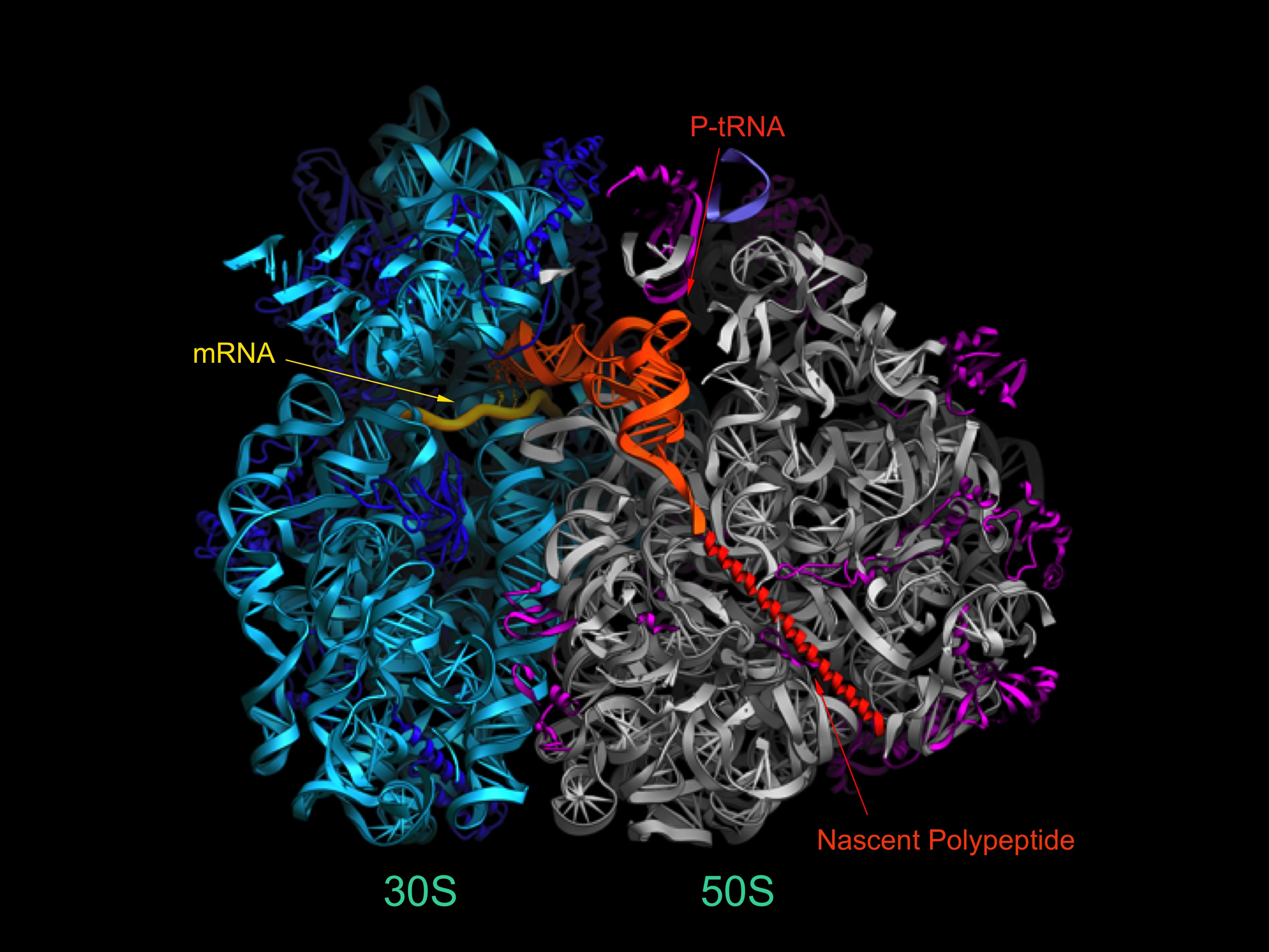 Cross-section of the T. thermophilus 70S ribosome showing the locations of the mRNA and tRNAs in the intersubunit cavity.
Electron density of tRNA and mRNA in intermediate state Electron density map for the mRNA, tRNAs and elongation factor EF-G from the crystal structure of a trapped chimeric hybrid-state translocation intermediate (Zhou et al., 2014)