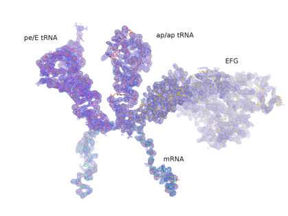 Electron density map for the mRNA, tRNAs and elongation factor EF-G from the crystal structure of a trapped chimeric hybrid-state translocation intermediate (Zhou et al., 2014)