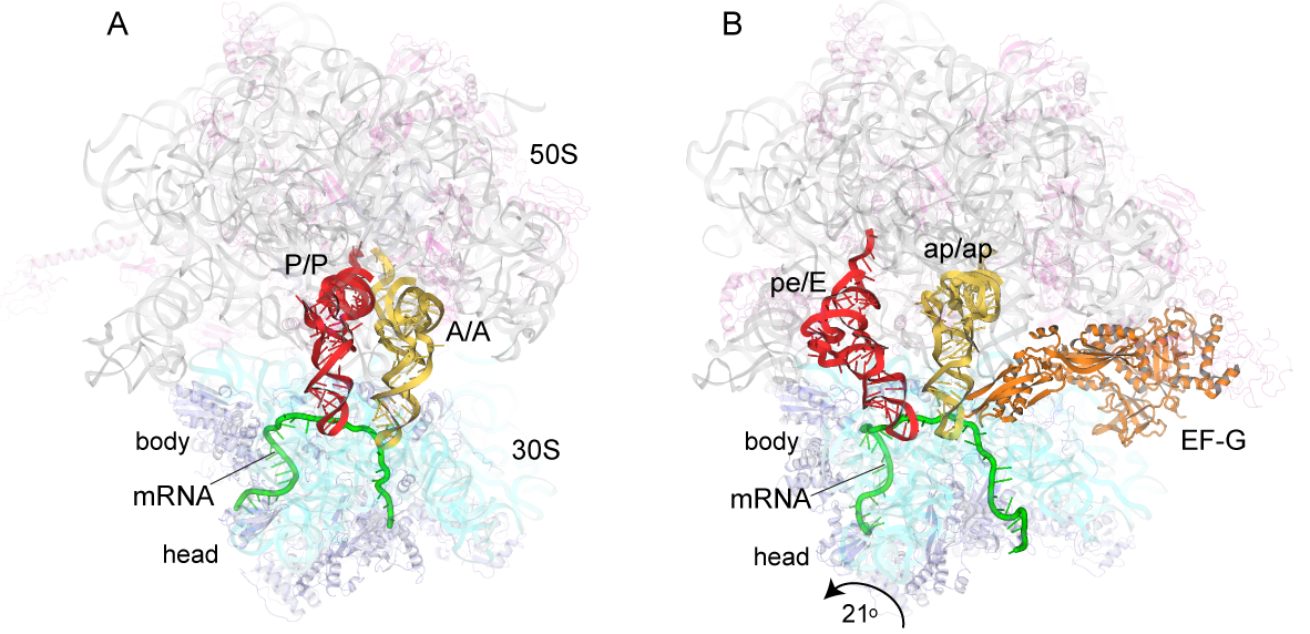 Positions of tRNAs in (A) the classical-state ribosome (Jenner et al., 2010) and (B) a trapped chimeric hybrid-state translocation intermediate (Zhou et al., 2014).