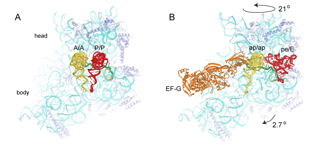 Positions of tRNAs in (A) the classical-state ribosome (Jenner et al., 2010) and (B) a trapped chimeric hybrid-state translocation intermediate, showing contact between domain IV of EF-G and the mRNA and ap/ap chimeric hybrid-state tRNA (Zhou et al., 2014).