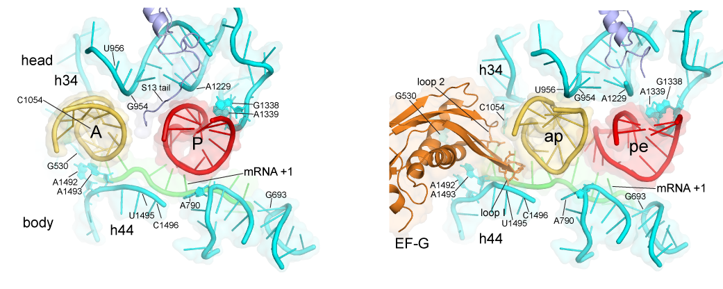 Contacts between the 30S ribosomal subunit and tRNAs in (A) the classical-state ribosome (Jenner et al., 2010) and (B) a trapped chimeric hybrid-state translocation intermediate, showing movement of the tRNAs following the rotational movement of the 30S head domain, and domain IV of EF-G (Zhou et al., 2014).
