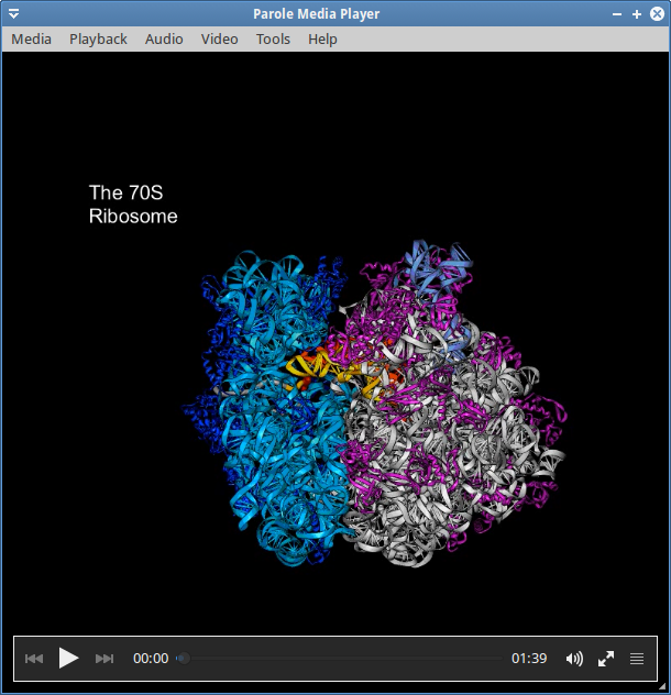 Translation movie showing the proposed movement of the A-, P- and E-site tRNA's during translocation and elongation