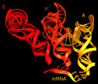 A,P,E-site tRNAs