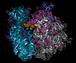 70S Ribosome (right side view) 
with labels