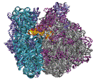 70S Ribosome (right side view)