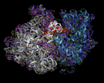 70S Ribosome (left side view) 
with labels