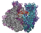 70S Ribosome (left side view)