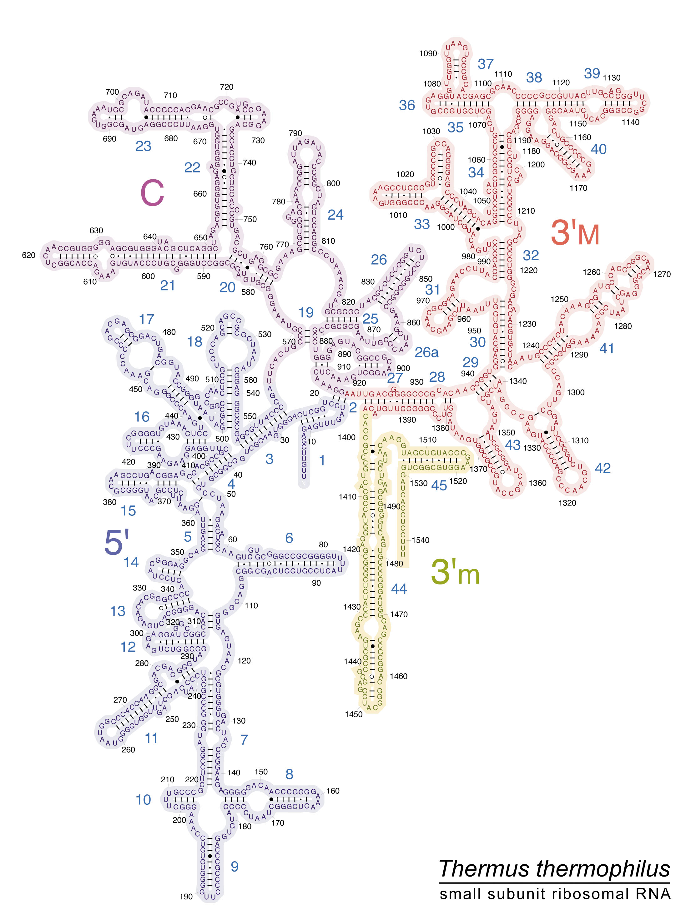 ribosomal rna biology