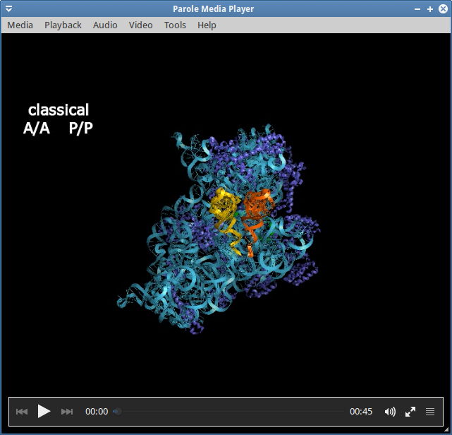Reconstruction of the dynamics of translocation, 30S ribosome