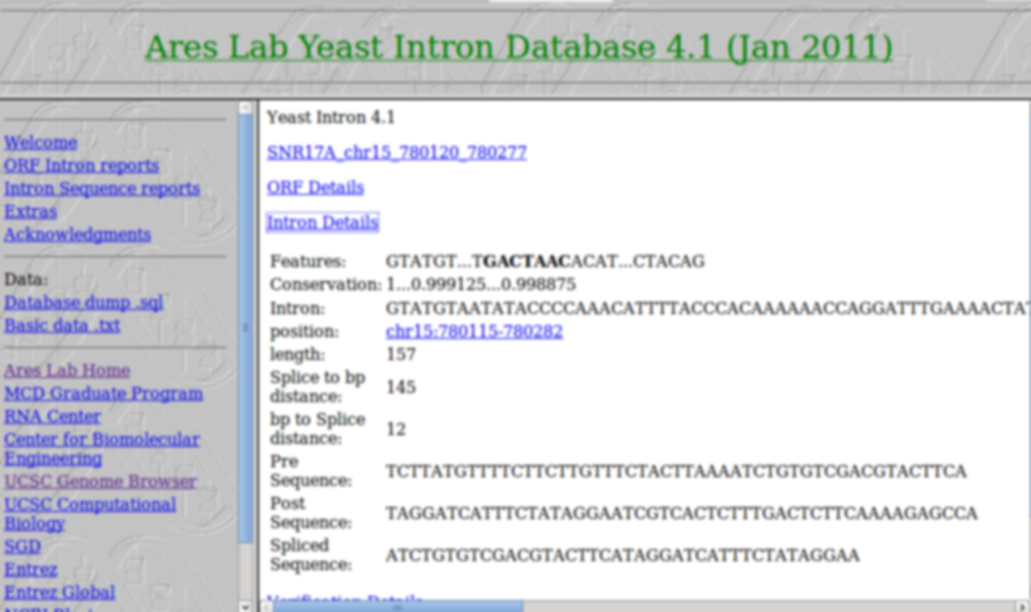 Ares lab Yeast Intron Database Screenshoot