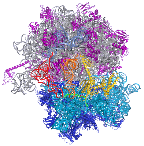 70S Ribosome 3.2A RF1