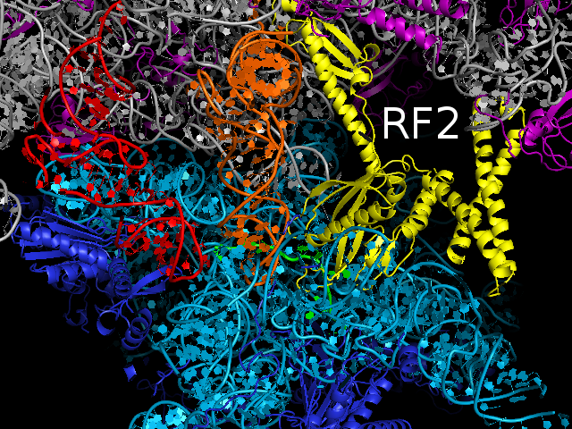 70S Ribosome 3.0A RF2